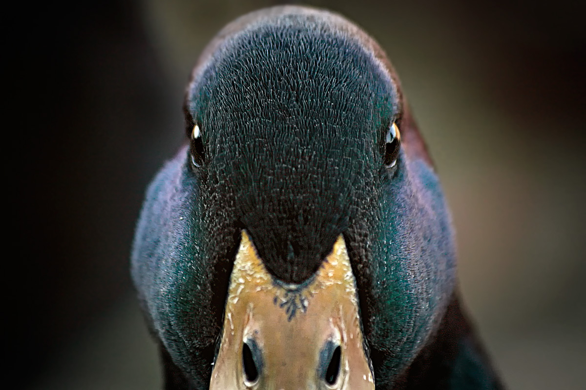 Wildlife Photography | Mallard Duck
