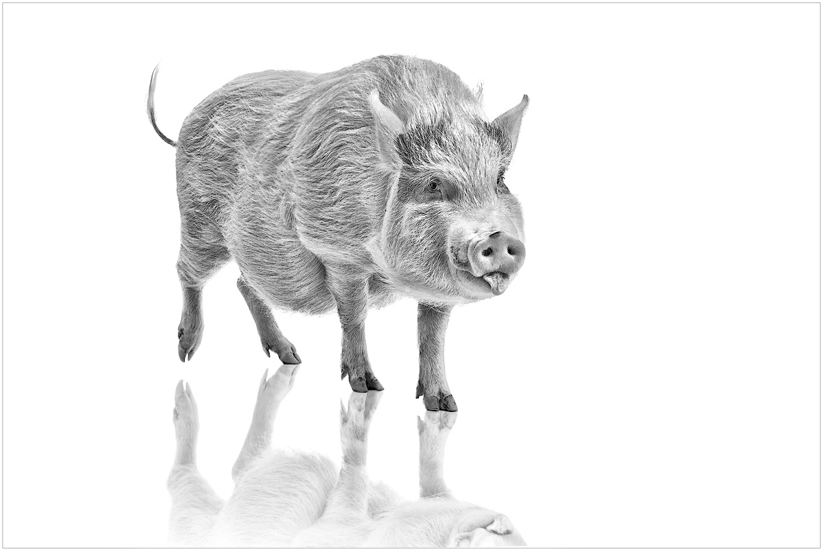 Tater the Pig | Animal Portrait | Excellence
